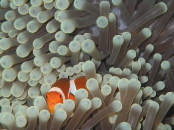 Clown Fish taken on a dive from Sipidan Island by Simon Sly 